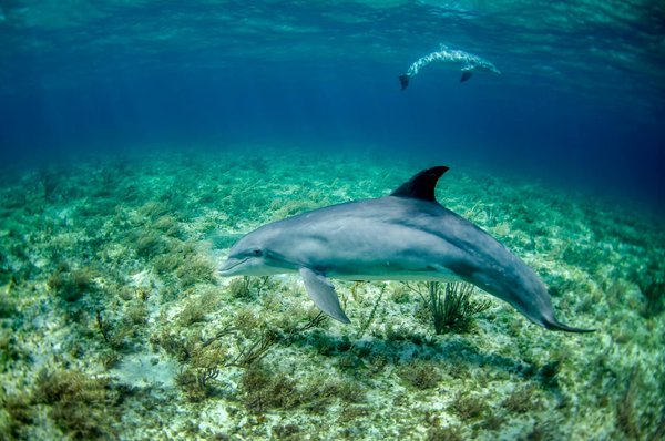 Quelles sont les conséquences de la surpêche sur les populations de dauphins?