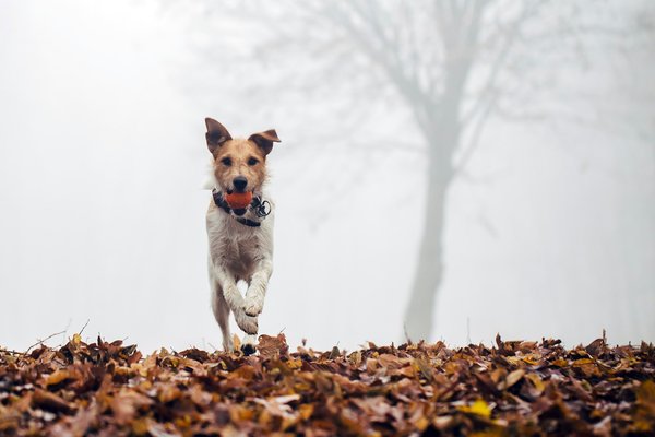 Canaliser l'énergie d'un chien hyperactif avec des jeux d'occupation