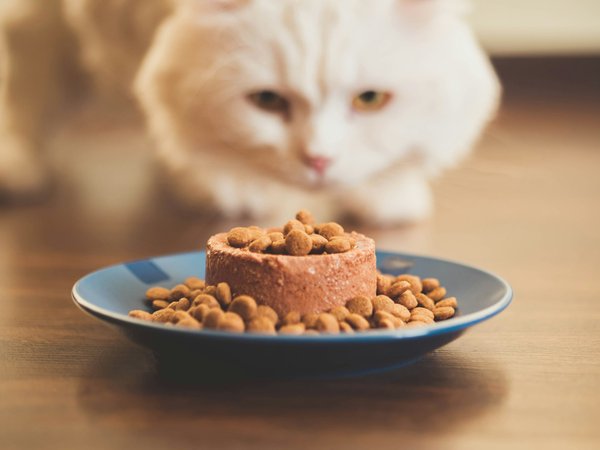 Bien choisir les croquettes pour chat pour garantir une meilleure forme